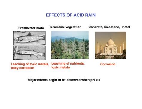 EFFECTS OF ACID RAIN