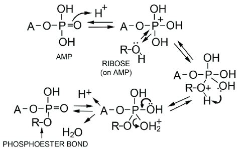 Proposed mechanism for phosphoester bond formation in a condensation ...