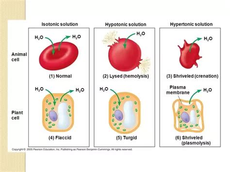 What are some examples of hypotonic and hypertonic solutions? - Quora