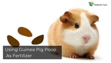 Can You Use Guinea Pig Poop As Fertilizer In Your Garden?