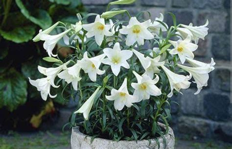 16 Types of White Lilies (Name & Pictures) — Identification Guide ...