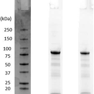 SDS‐Page gel results of TU‐CAT product. Column A is the stain‐free gel ...