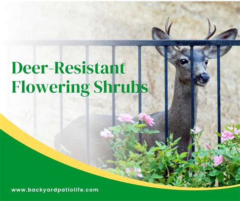 Deer-Resistant Flowering Shrubs - BackyardPatioLife