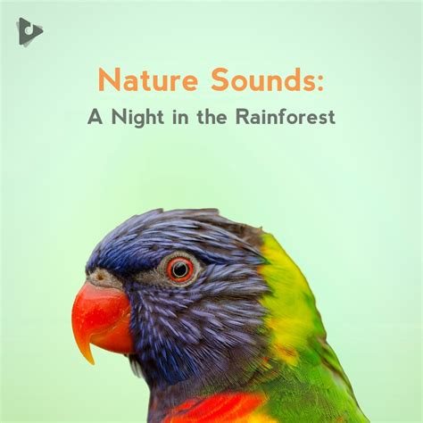 Nature Sounds: A Night in the Rainforest Playlist | Lullify