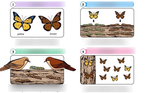 Natural Selection Review Diagram | Quizlet