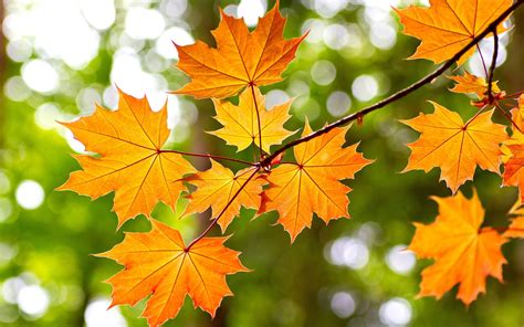 Yellow maple leaves, autumn, bokeh wallpaper | nature and landscape ...