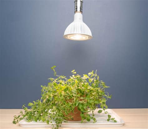 How to Grow Herbs with Grow Lights - Laidback Gardener