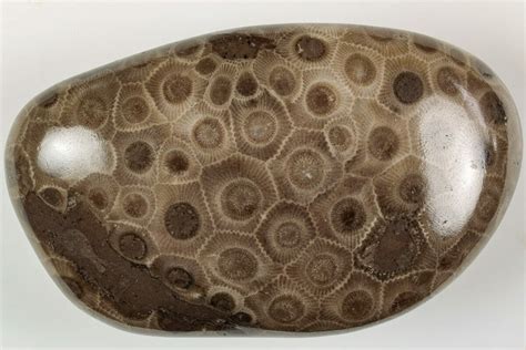 3.95" Polished Petoskey Stone (Fossil Coral) - Michigan (#204795) For ...