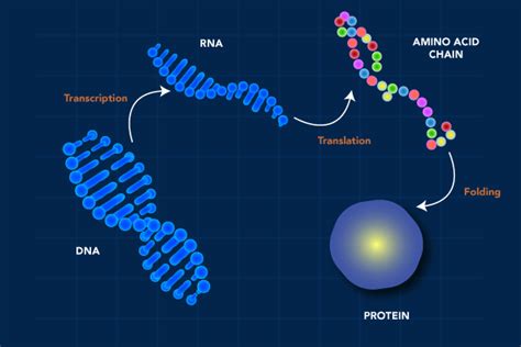 Gene Expression - SeqMatic