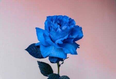 Why Are Blue Roses Special? Unveiling Their Unique Symbolism - Petal ...