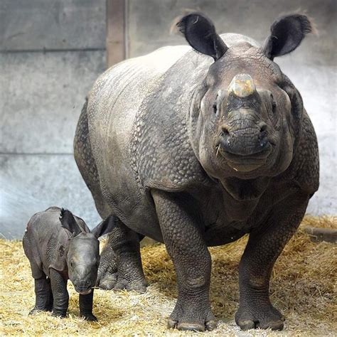 [PHOTOS] Meet the Animals at the Denver Zoo