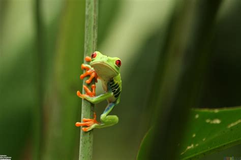 Funny Frog Wallpapers - Wallpaper Cave