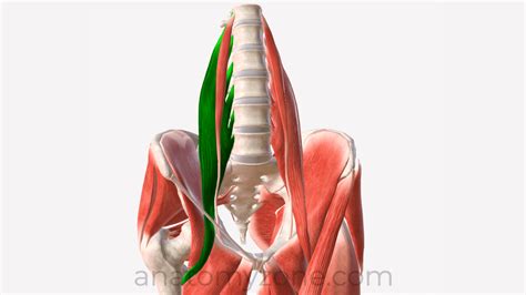 Psoas Major Muscle Model