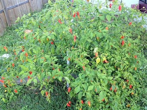 Ghost Pepper plants still going strong! : r/spicy