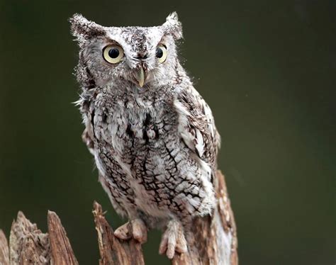 Eastern Screech Owl Facts, Habitat, Diet, Life Cycle, Baby, Pictures