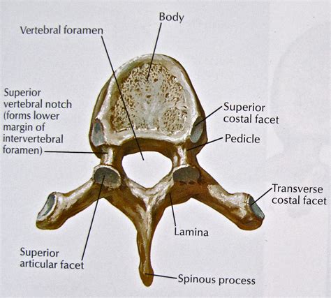 Notes on Anatomy and Physiology: Facet Joints of the Spine