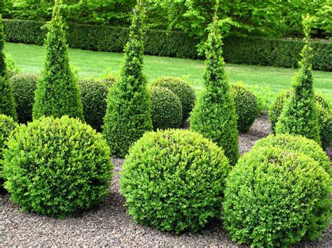 25 Best Evergreen Shrubs for Lovely Landscaping