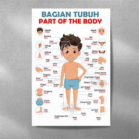 Jual Poster Bagian Tubuh Manusia Anak Laki - Laki A3+ / Parts Of The ...