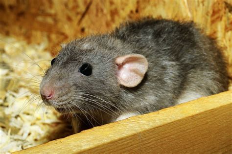 Rat Control Near Me: How to Keep Rats Out of Your Home