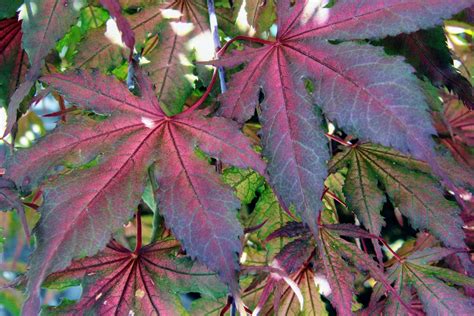 Acer palmatum 'Purple Ghost' Japanese Maple | Conifer Kingdom