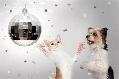 Happy New Year Dogs And Cats: Resolutions For Pet Parents - Ultimate ...