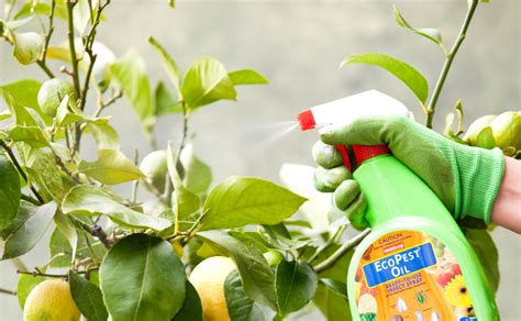 Organic Pest Spray - Burke's Backyard