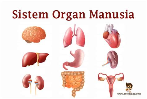 Gambar Organ Tubuh Manusia Bagian Dalam | Alumni Association