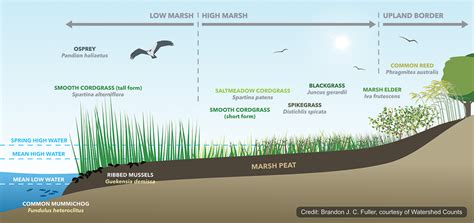 Salt Marsh Diagram