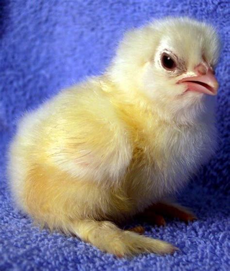 White Cochin Meat Chickens Breeds, Cochin Chickens, Chickens And ...