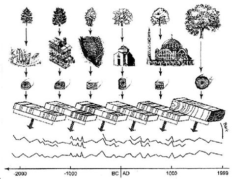 Dating Methods Dendrochronology – Telegraph