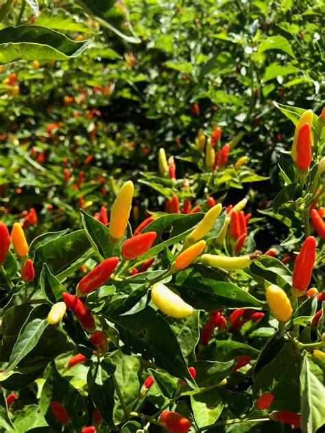 Tabasco Pepper Plant – Sandia Seed Company