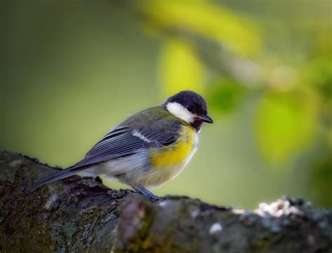 Why Do Birds Sing in the Morning? Here's What to Know