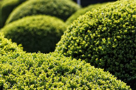 12 Popular Evergreen Shrubs