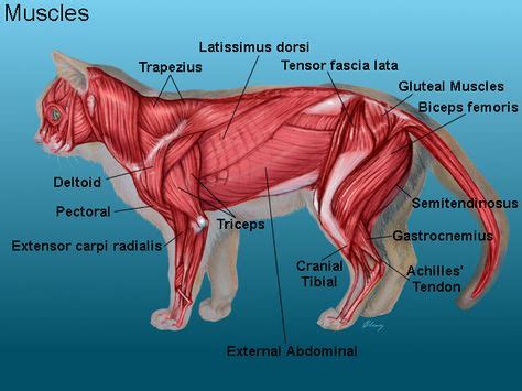 520 idee su Anatomy animals | anatomia animale, animali, anatomia