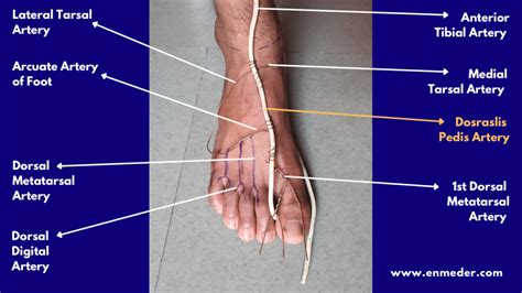 Plantar Blood Supply Diagram Quizlet, 57% OFF