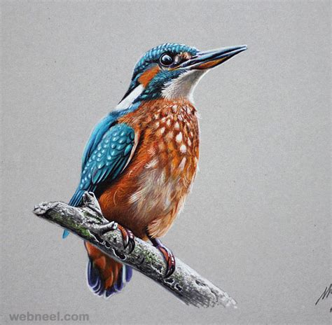 Colour Pencil Drawing Pictures Of Birds - naianecosta16