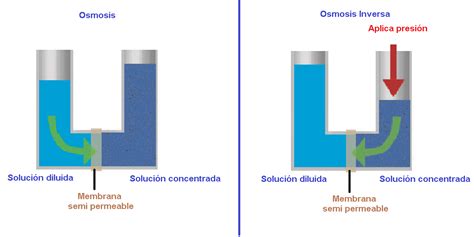 La ósmosis Escuelapedia Recursos Educativosescuelapedia Recursos