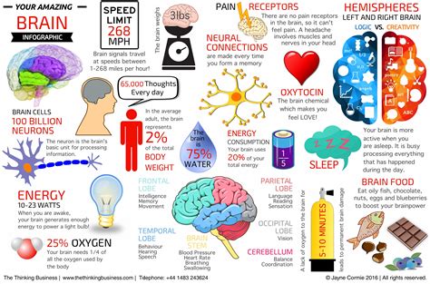 Brain Facts | The Thinking Business | The Thinking Business