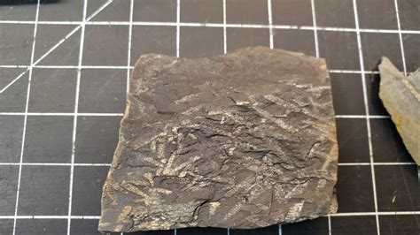 Graptolite Fossils - Currently Rockhounding