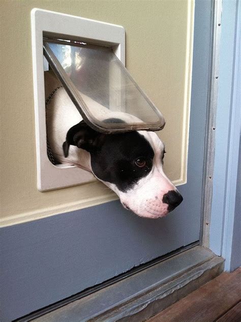 How to Install a Dog Door in a Wall - They Grow So Quick