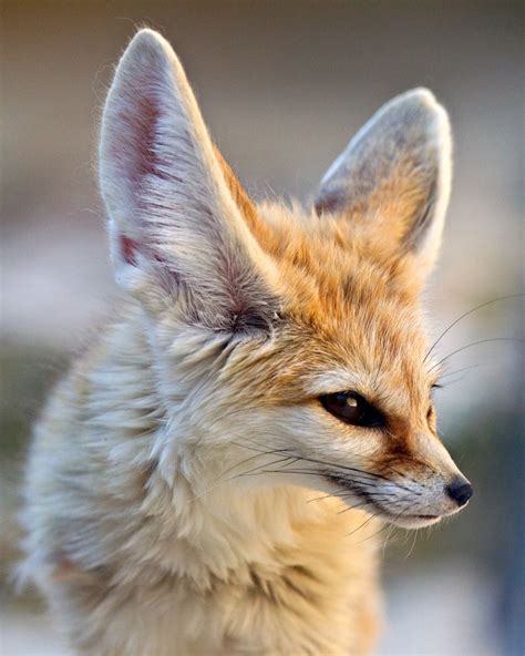 Fennec Fox Pet Uk | Pets Animals US