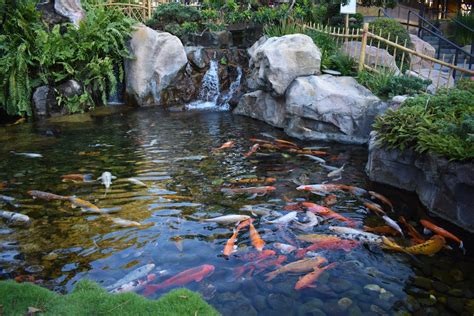 Koi Pond Installation | Koi Pond Design | ClifRock