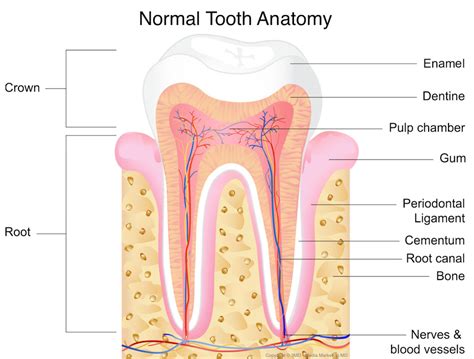 Tooth Trauma and Nerve Damage to Teeth - Southlake Endodontics