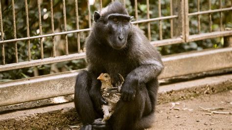 Loveless monkey adopts chicken at Israeli zoo | The Times of Israel