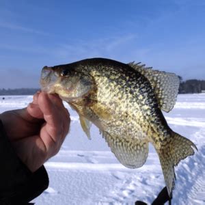 How to Locate Crappie Ice Fishing in Winter (Beginner Guide)