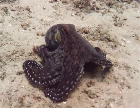 This octopus's active camouflage is amazing.