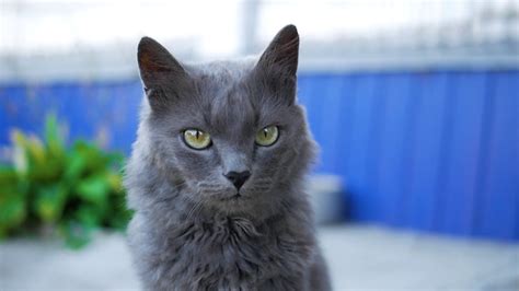 Close-up Portrait Of Grey Cat With Big Green Stock Footage SBV ...