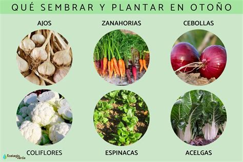 Qué plantar en otoño - Guía de siembra y plantación