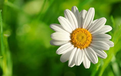 Chamomile Flower wallpaper | 1680x1050 | #78151