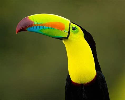 Toucan Bird Photos, Download The BEST Free Toucan Bird Stock Photos ...